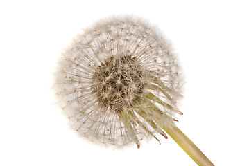 Image showing blowball