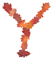 Image showing letter made of oak autumn leaves