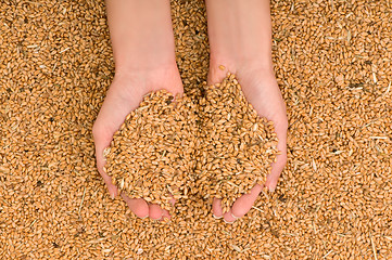 Image showing handful of grains in the hands