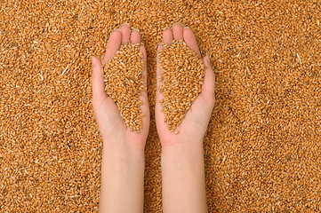 Image showing handful of grains in the hands