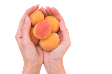 Image showing five orange apricots in the hands