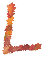 Image showing letter made of oak autumn leaves