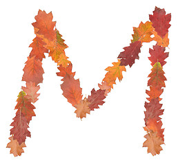 Image showing letter made of oak autumn leaves