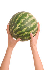 Image showing small watermelon in the woman's hand