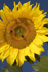 Image showing the sunflower