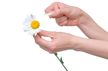 Image showing plucking off the petals of a camomile