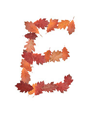 Image showing letter made of oak autumn leaves