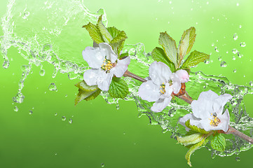 Image showing Beautiful apricot blossom in the water