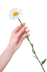 Image showing daisy in the woman's hand