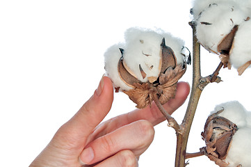 Image showing cotton