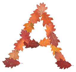 Image showing letter made of oak autumn leaves