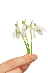 Image showing snowdrops