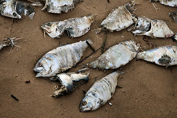 Image showing Dead fish