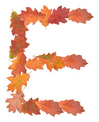 Image showing letter made of oak autumn leaves