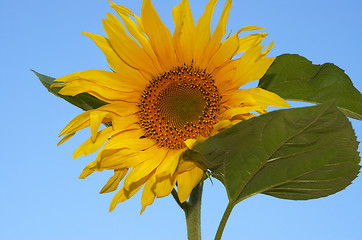 Image showing the sunflower