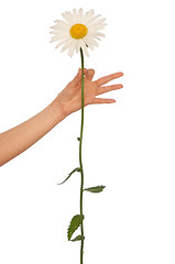 Image showing big white daisy