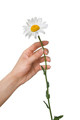 Image showing big white daisy