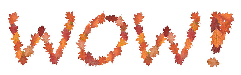 Image showing word wow made of autumn leaves