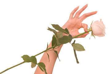 Image showing woman holds one white rose