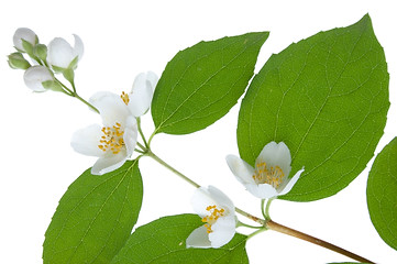 Image showing Beautiful flowering shrub