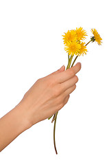 Image showing yellow dandelions