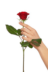 Image showing red rose