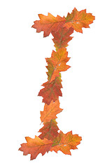 Image showing letter made of oak autumn leaves