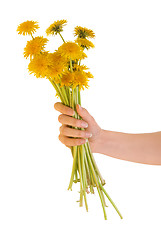 Image showing yellow dandelions