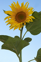 Image showing the sunflower