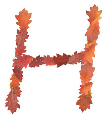 Image showing letter made of oak autumn leaves