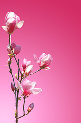 Image showing branch of pink flower magnolia