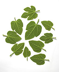Image showing Green leafs