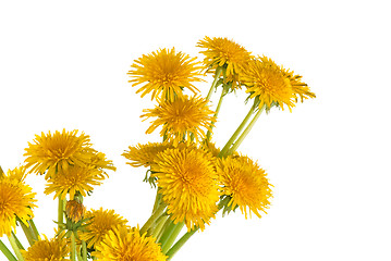 Image showing yellow dandelions