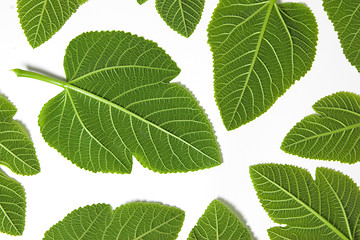 Image showing Green leafs