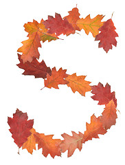 Image showing letter made of oak autumn leaves