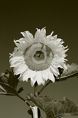 Image showing the sunflower