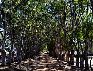 Image showing Long Avenue