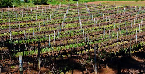 Image showing Wine field