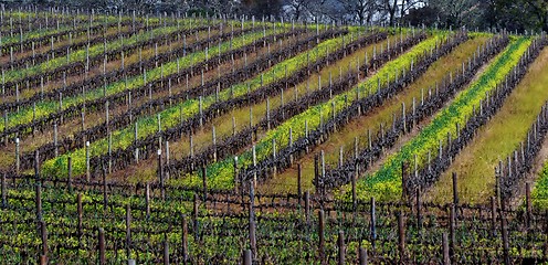 Image showing Wine field