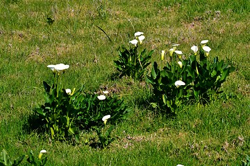 Image showing White arum lily