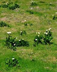 Image showing White arum lily