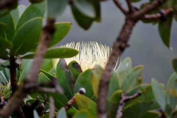 Image showing Snow White Protea