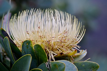 Image showing Snow White Protea