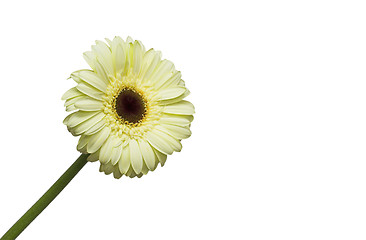 Image showing Yellow flower