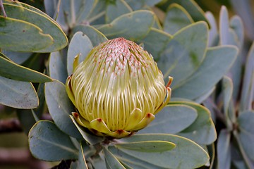 Image showing Snow White Protea