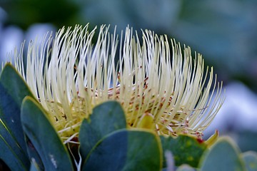 Image showing Snow White Protea