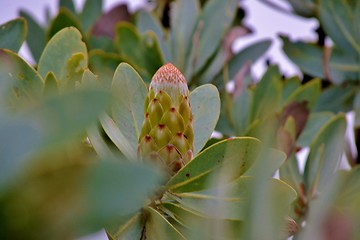 Image showing Snow White Protea