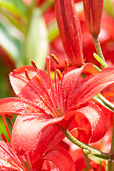 Image showing red lilly flowers