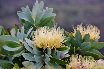 Image showing Snow White Protea