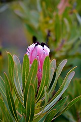 Image showing Protea blossom